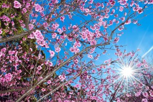 cherry-blossom-1037974_1920